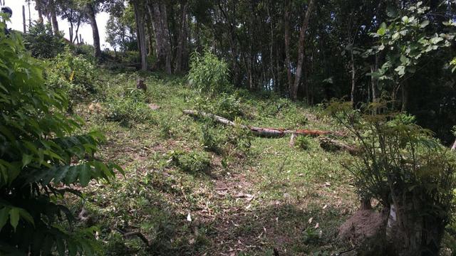 Terreno no Cedro (interior Camboriú) - Foto 2