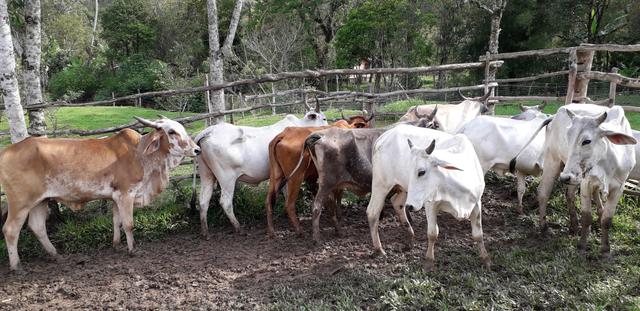 Vendo Gado! com 10 vacas para criar - Foto 3