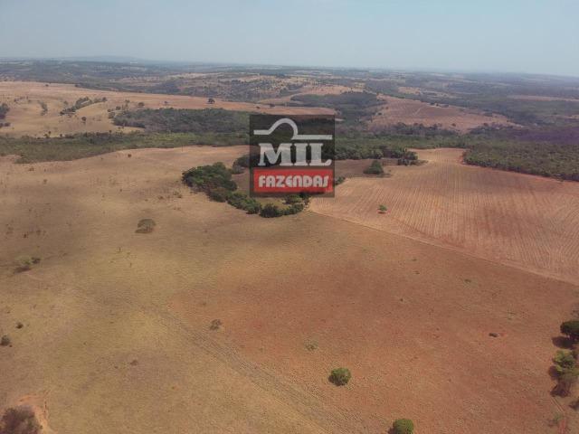 Fazenda à 35 km Goiânia (Beira Rio e Plana) - Foto 5