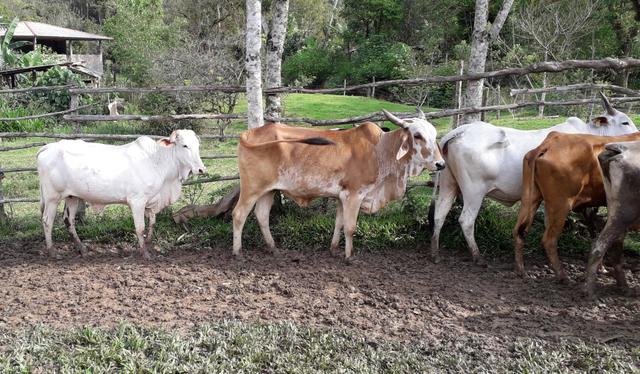 Vendo Gado! com 10 vacas para criar - Foto 6