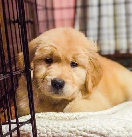 Golden Retrivier Filhote com Pedigre e Garantia de Saúde - Foto 2