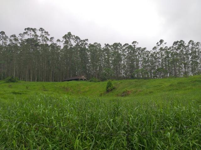 Sitio de 10 hectares no bairro baú em ilhota com plantação de eucalipto - Foto 3