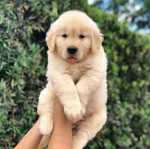 Golden Retrivier Filhote com Pedigre e Garantia de Saúde - Foto 5