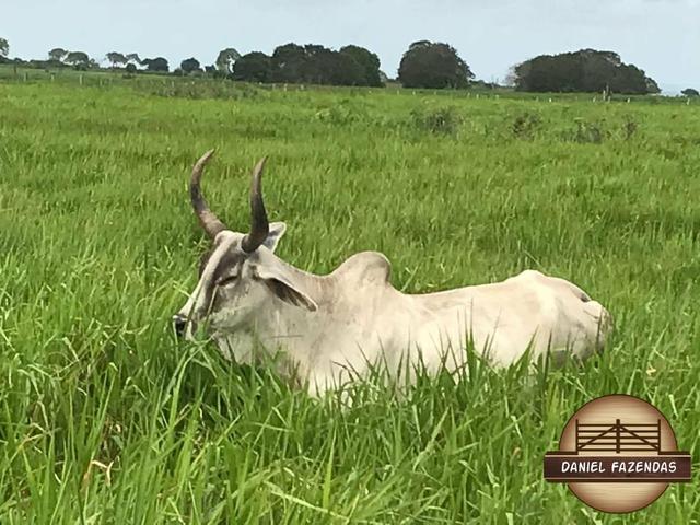 Fazenda com 480 hectares em Bom Jesus-RN - Foto 3