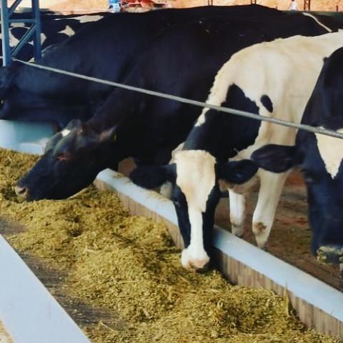 Vacas e Novilhas - Foto 4