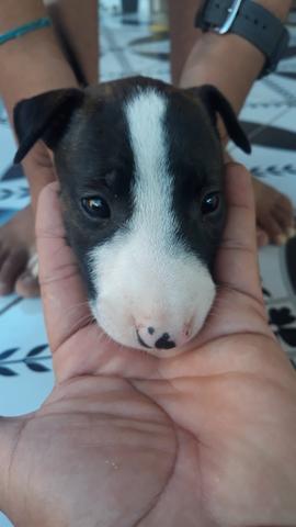 Bull Terrier Inglês - Foto 4