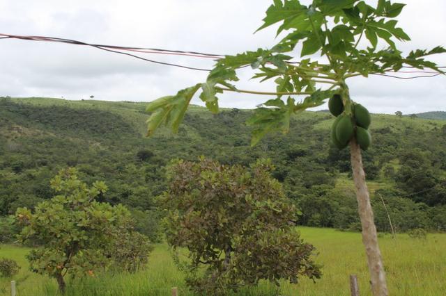 Fazenda 22 Alqueires Municpio Cocalzinho Aceita 50% em Trama em Goiania - Foto 4