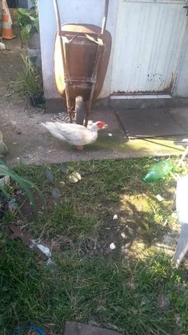 Vendo lote de aves - Foto 5
