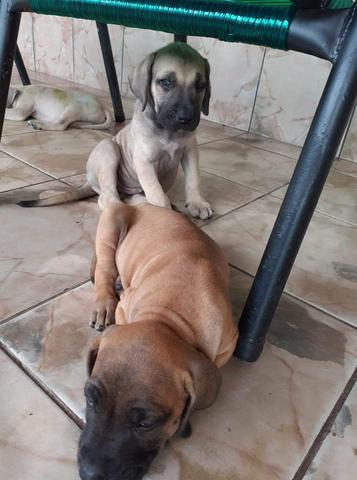 Cachorro fila brasileiro - Foto 4