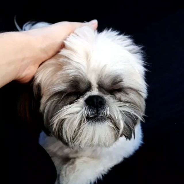 Shih-tzu Macho para Cruzar - Foto 3