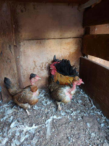 Terno De Garnize Outros Animais E Acessorios Bragantina Assis Chateaubriand 860573323 Olx