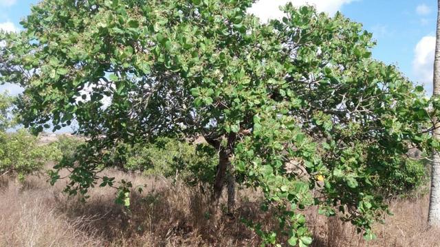 Ótima propriedade, escriturada, de 6 hectares, rica em frutas, em Glória do Goitá-PE - Foto 14