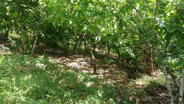 Cidade ilhéus região Japu, Sitio 72 hectares - Foto 18