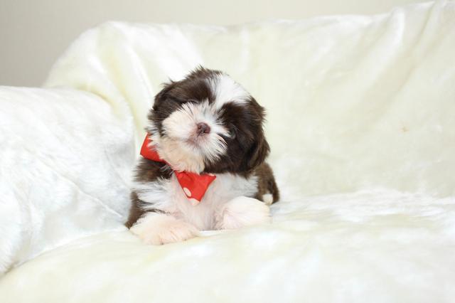 Temos lindos shihtzu micros perninhas curtas - Foto 6