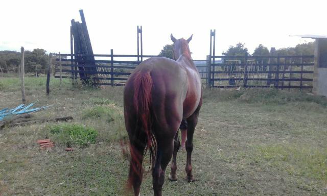 Vendo cavalo Quarto de Milha