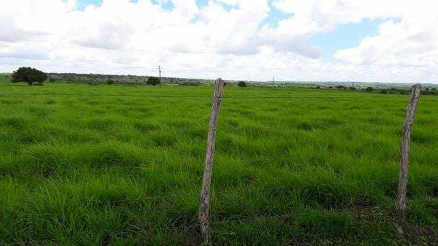 Fazenda com 170 hectares na região de monte alegre - Foto 20