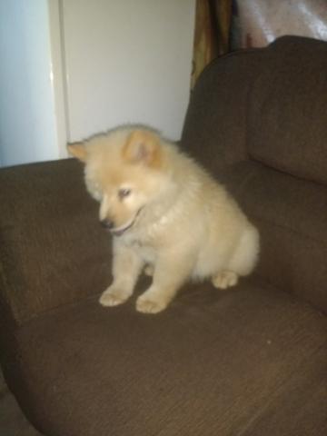 Chow chow - Foto 2
