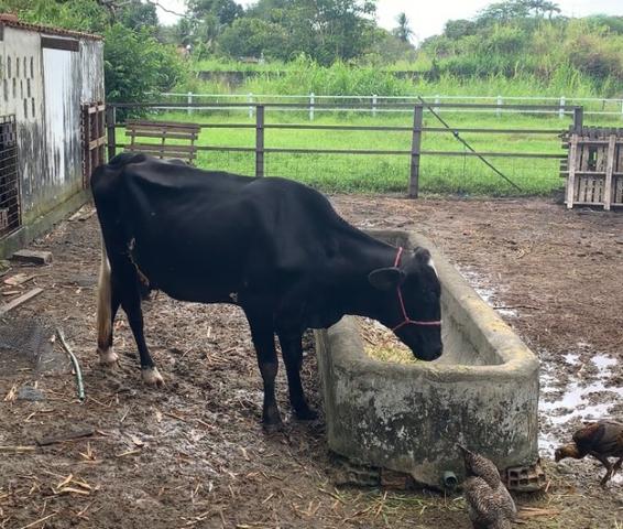Vaca Girolanda - Foto 3