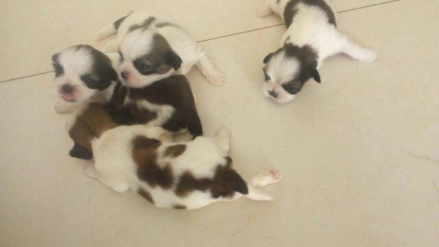 Shih Tzu