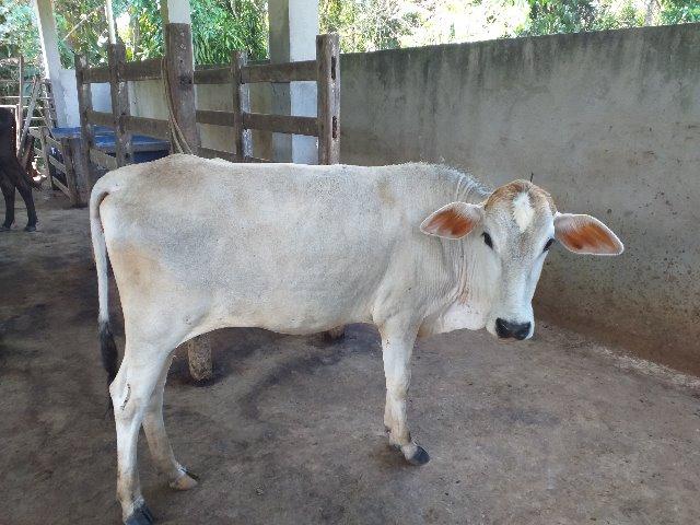 Vendo Excelentes Vacas e Novilhas Leiteiras - Foto 5
