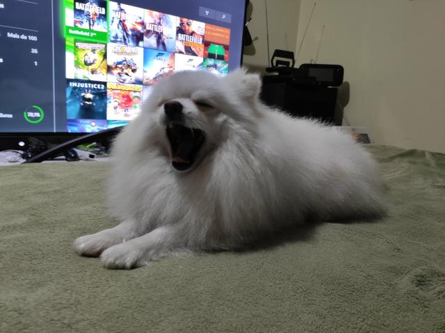 Lulu da Pomerânia (cobertura/cruza) - Foto 2