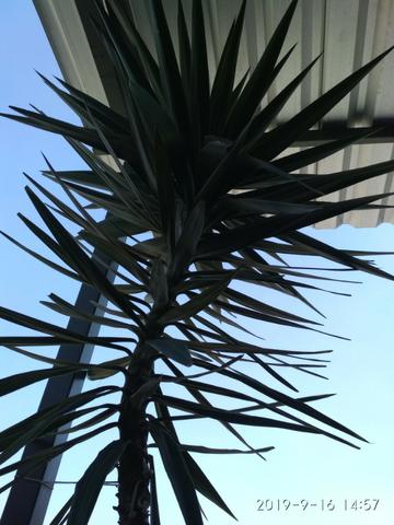 Palmeira Yuca - Foto 3