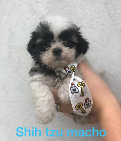 Shihtzu com pedigree - Foto 2