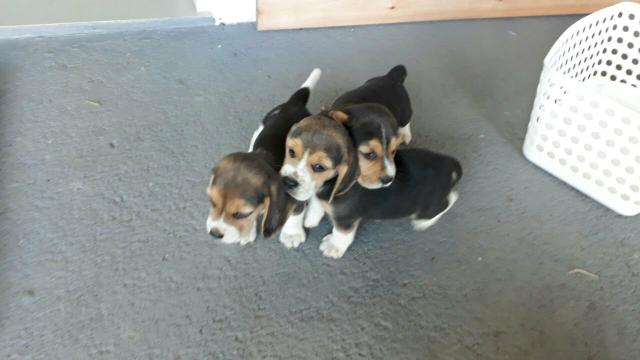 Beagle alto padrao - Foto 3