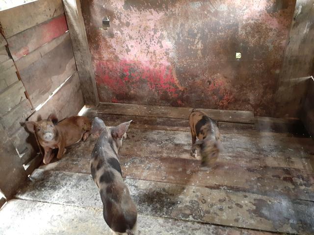 Vendo porco 3 por 400