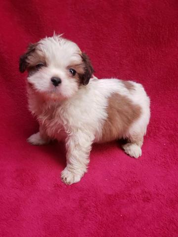 Lhasa apso a pronta entrega - Foto 2