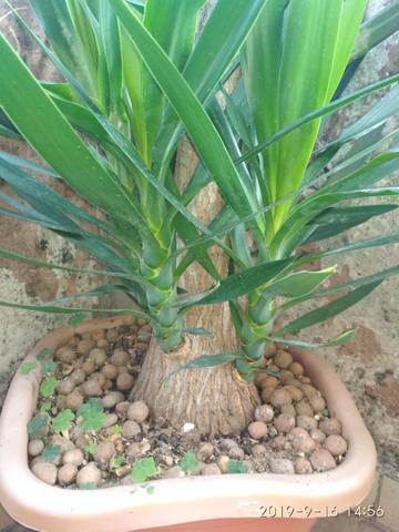Palmeira Yuca - Foto 2