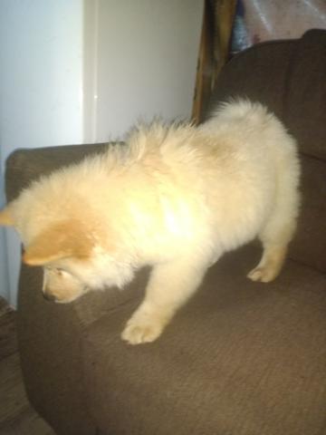 Chow chow - Foto 4