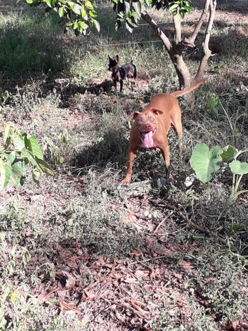 Pitbull femia - Foto 4