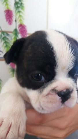 Machinho Bulldog francês - Foto 2