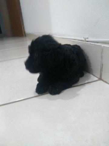 Cachorro poodle - Foto 3