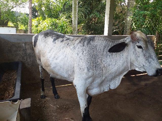 Vendo Excelentes Vacas e Novilhas Leiteiras - Foto 3