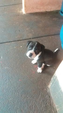 Pitbull - Foto 4