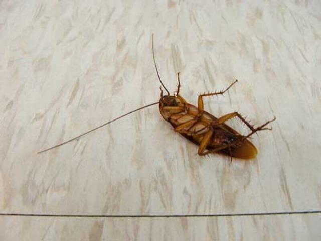 RiberPragas Dedetizadora - Foto 2
