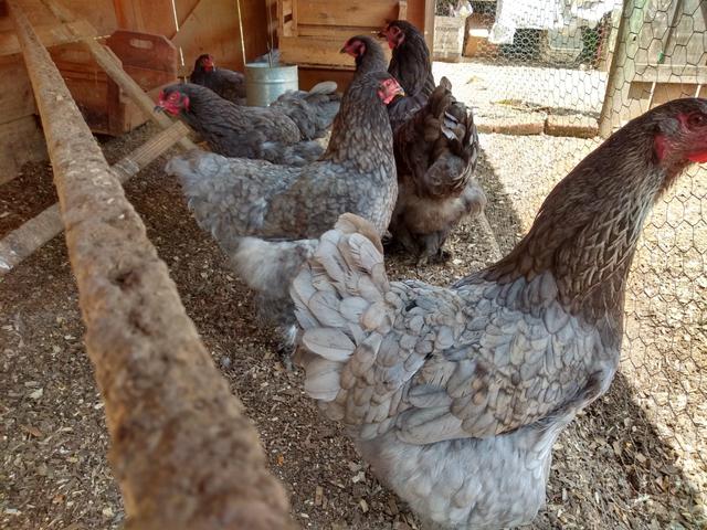 Ovos galados Brahma e várias raça - Foto 2