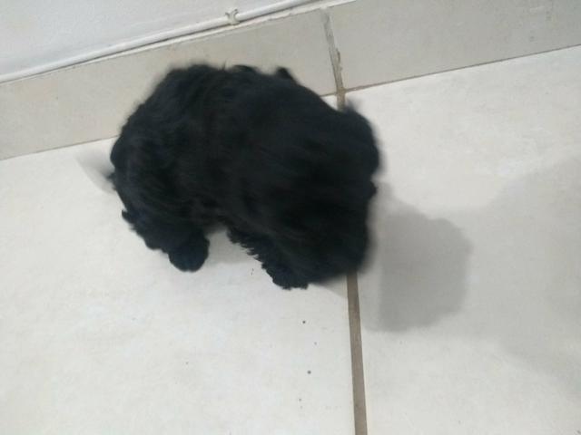 Cachorro poodle - Foto 2