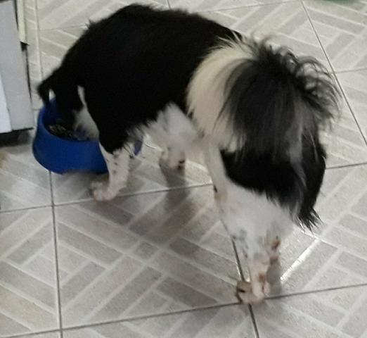 Cãozinho para adoção responsável - Foto 3