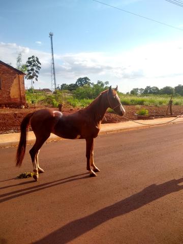 Potra Mangalarga Paulista - Foto 3