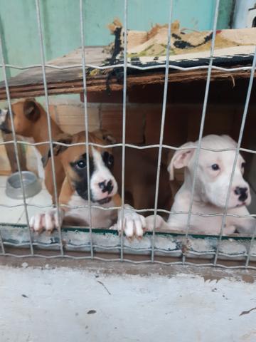 Cães box puro - Foto 3
