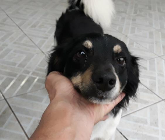 Cãozinho para adoção responsável - Foto 5