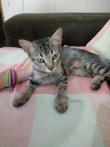 Gatinha para adoção