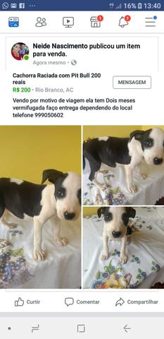 Pitbull