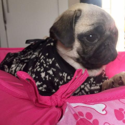 Pug mini bbs