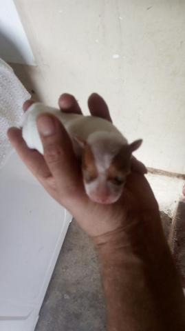 Cachorro