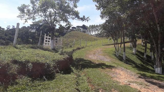 Engorda de Frango Caipira - Foto 14