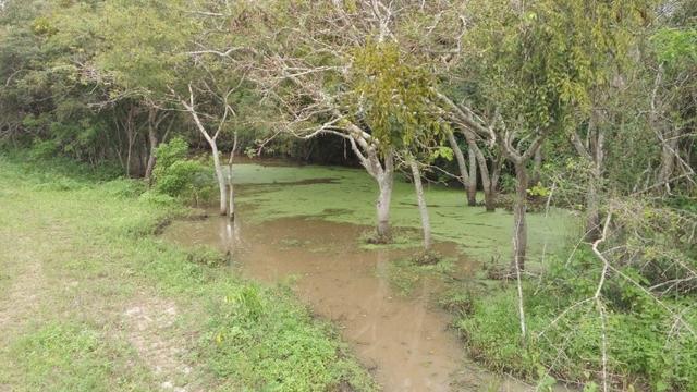 Conjunto de Fazendas Santa Maria - 1.262,5400 ha - Foto 12